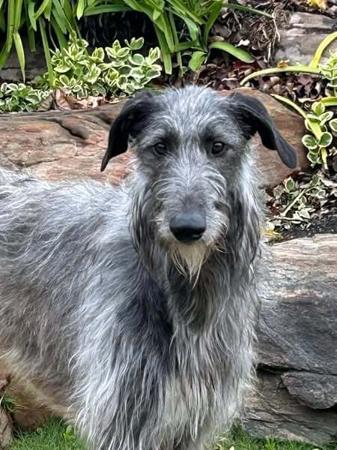 Deerhound for sale by FYRTH