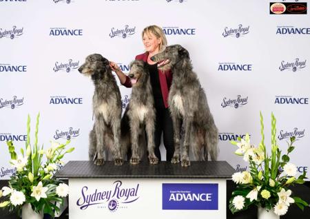 Deerhound for sale by FYRTH