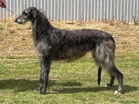 Deerhound for sale by FYRTH