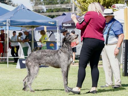 Deerhound for sale by FYRTH