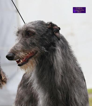 Deerhound for sale by FYRTH
