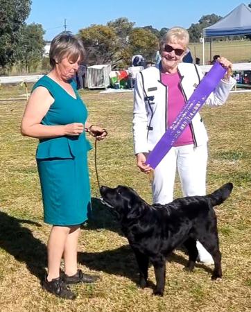 Labrador Retriever for sale by OLDCASTLE