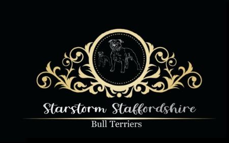 Staffordshire Bull Terrier for sale by STARSTORM