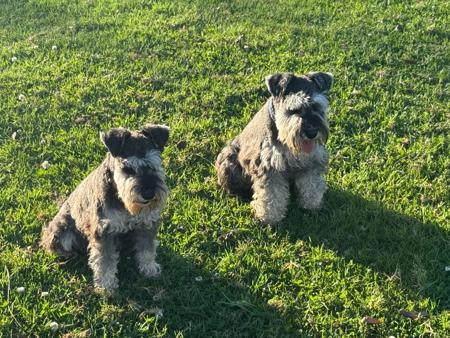 Schnauzer (Miniature) for sale by ELLEWEAVER