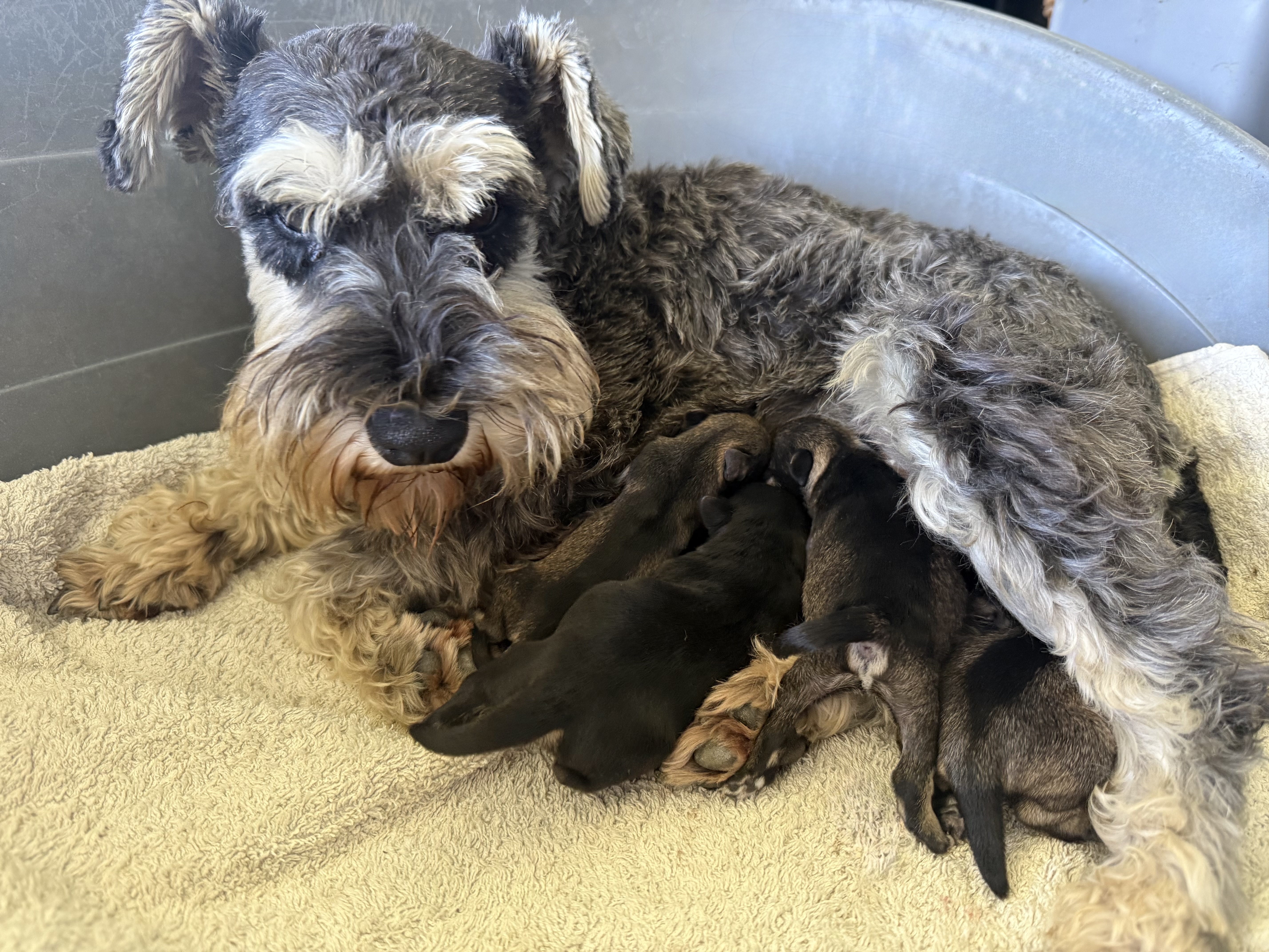 Schnauzer (Miniature) for sale by CAVELLE