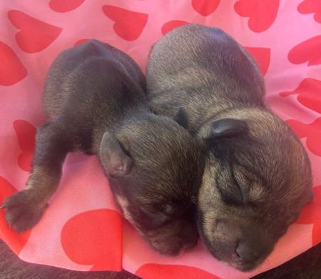 Schnauzer (Miniature) for sale by CAVELLE