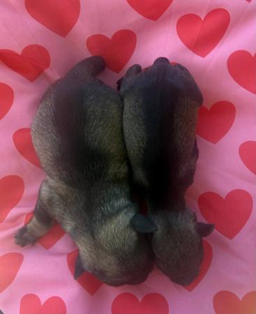 Schnauzer (Miniature) for sale by CAVELLE