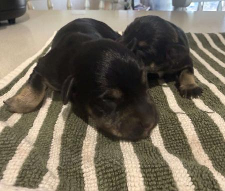 Schnauzer (Miniature) for sale by CAVELLE