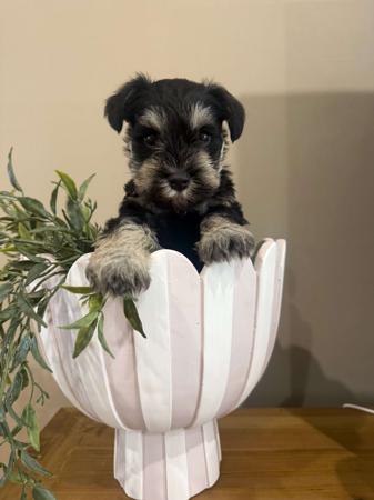 Schnauzer (Miniature) for sale by CAVELLE