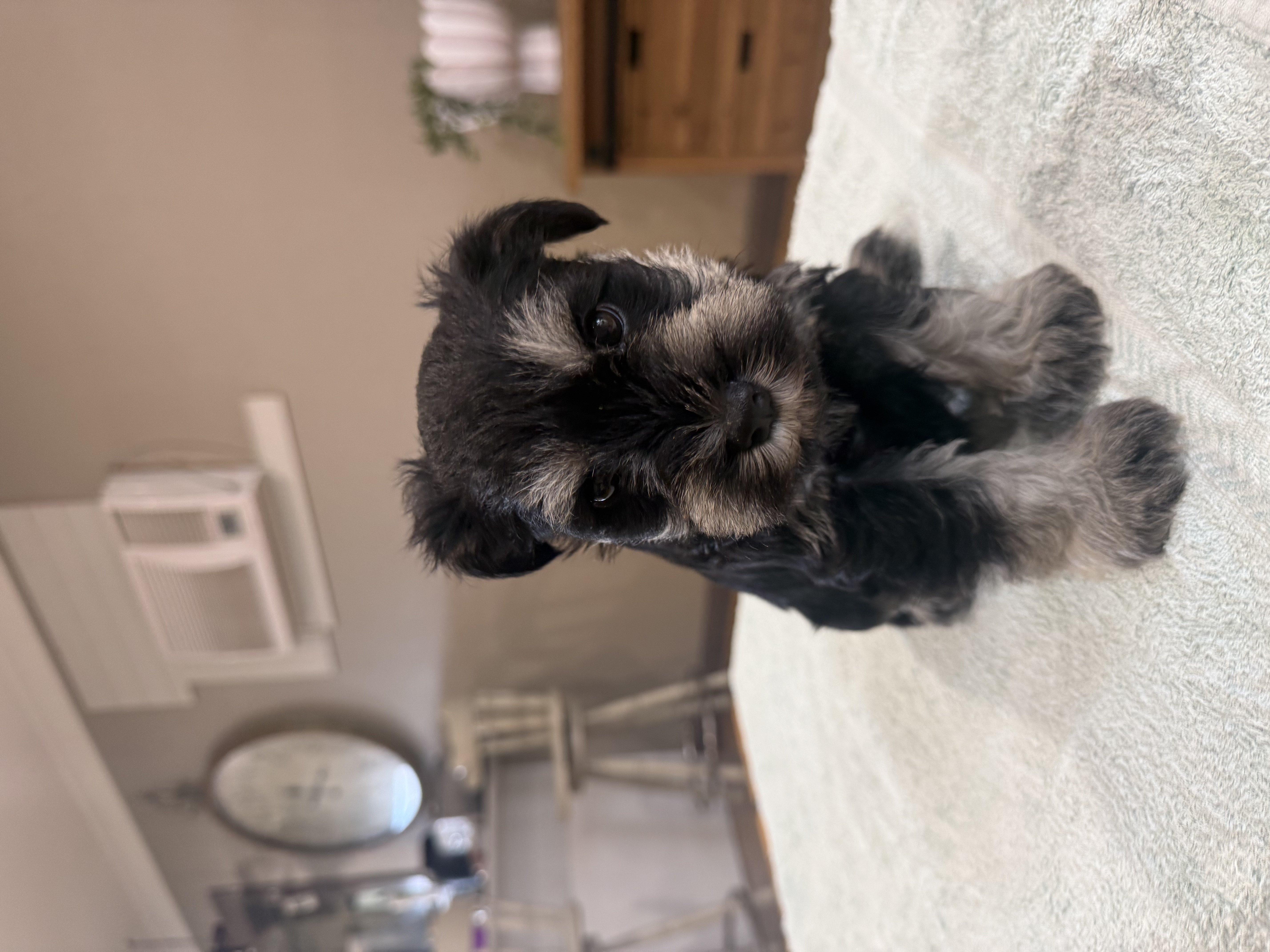 Schnauzer (Miniature) for sale by CAVELLE