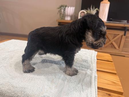 Schnauzer (Miniature) for sale by CAVELLE