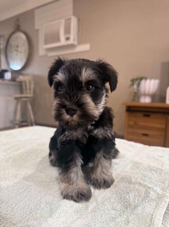 Schnauzer (Miniature) for sale by CAVELLE