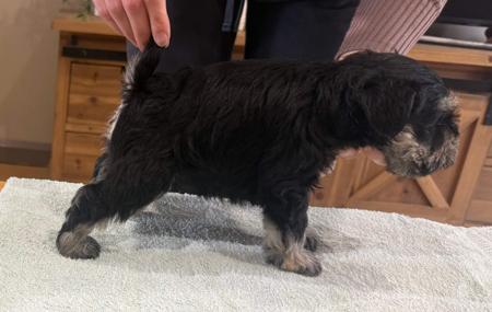 Schnauzer (Miniature) puppy for sale by ELLEWEAVER
