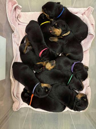 Rottweiler puppy for sale by ATTILA