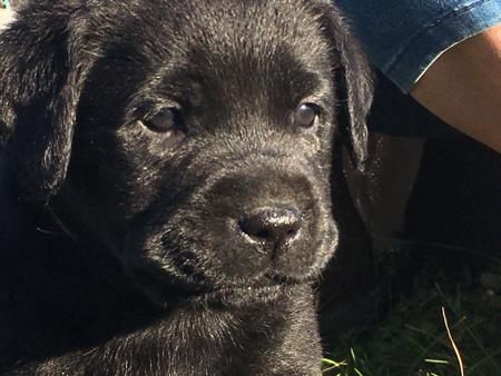 Labrador Retriever for sale by ARTHOUSE