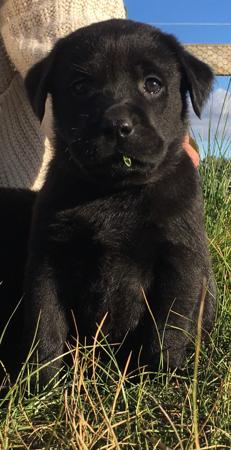 Labrador Retriever for sale by ARTHOUSE