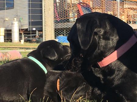 Labrador Retriever for sale by ARTHOUSE