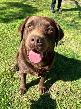 Labrador Retriever for sale by ARTHOUSE