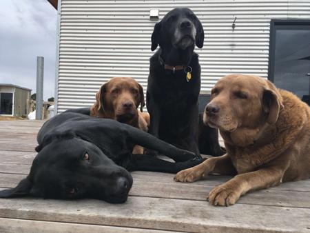 Labrador Retriever for sale by ARTHOUSE