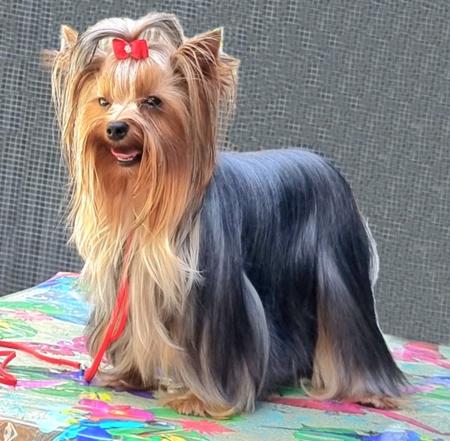 Yorkshire Terrier for sale by YORKSHIREHOUSE