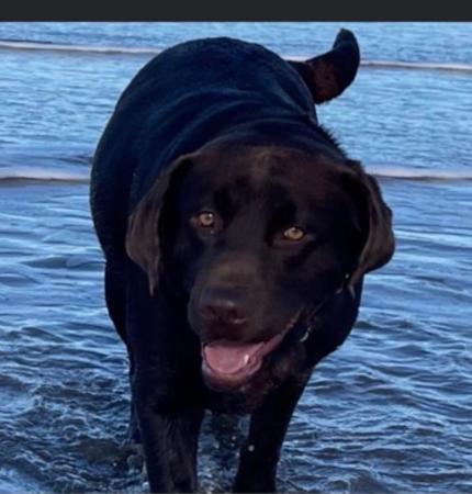 Labrador Retriever for sale by ROSYDOR