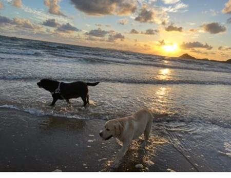 Labrador Retriever for sale by ROSYDOR