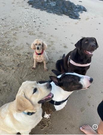 Labrador Retriever for sale by ROSYDOR