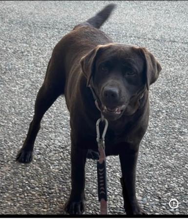 Labrador Retriever for sale by ROSYDOR