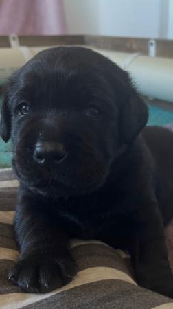 Labrador Retriever puppy for sale by ROSYDOR