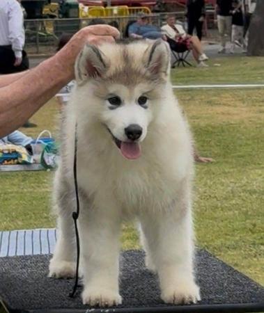 Click to view more details