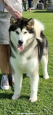 Alaskan Malamute for sale by WHITEWARRIOR