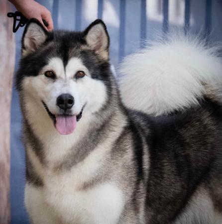 Alaskan Malamute for sale by WHITEWARRIOR