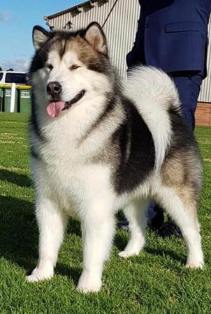 Alaskan Malamute for sale by WHITEWARRIOR