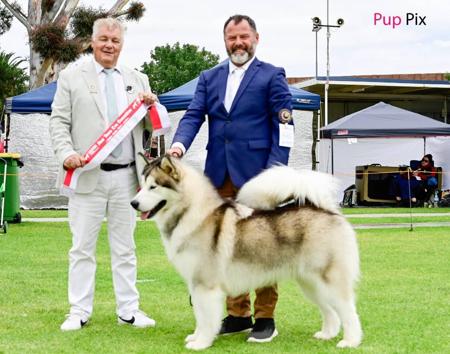 Alaskan Malamute for sale by BRETTWHITE