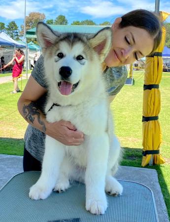 Alaskan Malamute for sale by WHITEWARRIOR