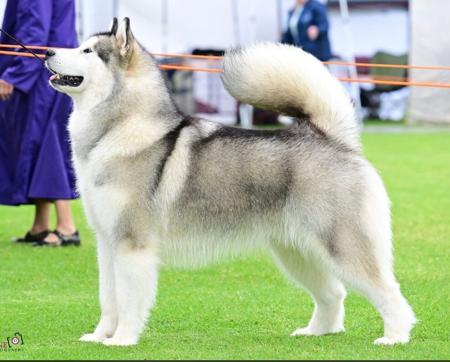 Alaskan Malamute puppy for sale by BRETTWHITE