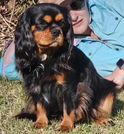 Cavalier King Charles Spaniel for sale by CAVBEAU