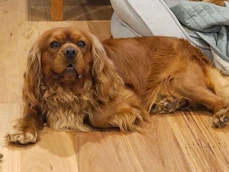 Cavalier King Charles Spaniel for sale by CAVBEAU