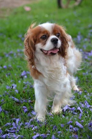 Cavalier King Charles Spaniel for sale by CAVBEAU