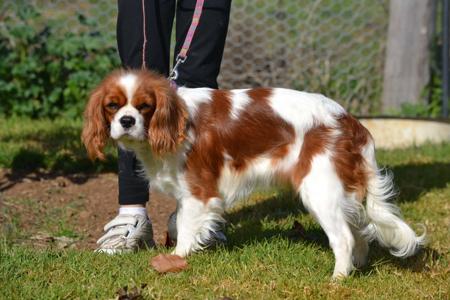 Cavalier King Charles Spaniel for sale by CAVBEAU