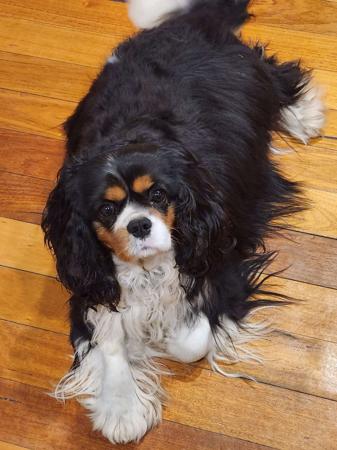 Cavalier King Charles Spaniel for sale by CAVBEAU