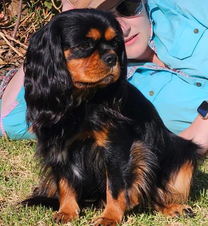 Cavalier King Charles Spaniel puppy for sale by CAVBEAU