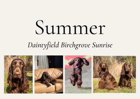 Field Spaniel for sale by DAINTYFIELD