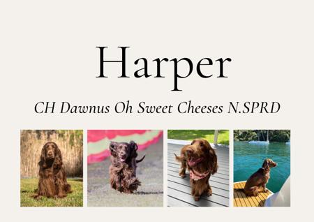 Field Spaniel for sale by DAINTYFIELD