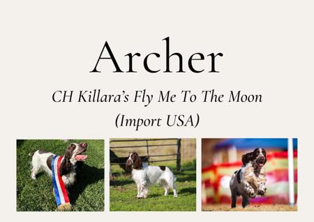 Field Spaniel for sale by DAINTYFIELD