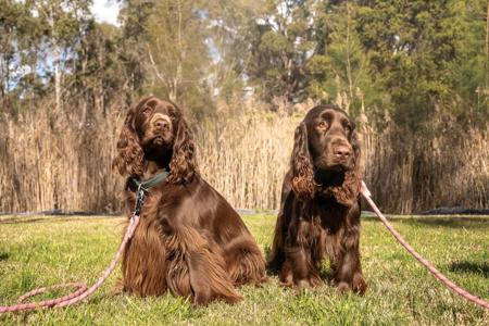 Field Spaniel for sale by DAINTYFIELD