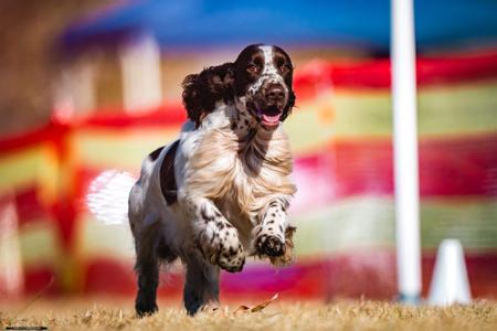 Field Spaniel for sale by DAINTYFIELD