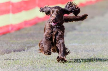 Field Spaniel for sale by DAINTYFIELD