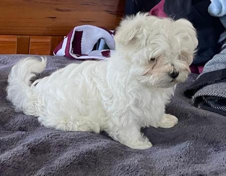 Maltese for sale by CANICARINA