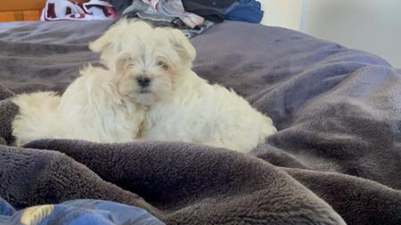 Maltese for sale by CANICARINA